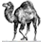 cgi perl
